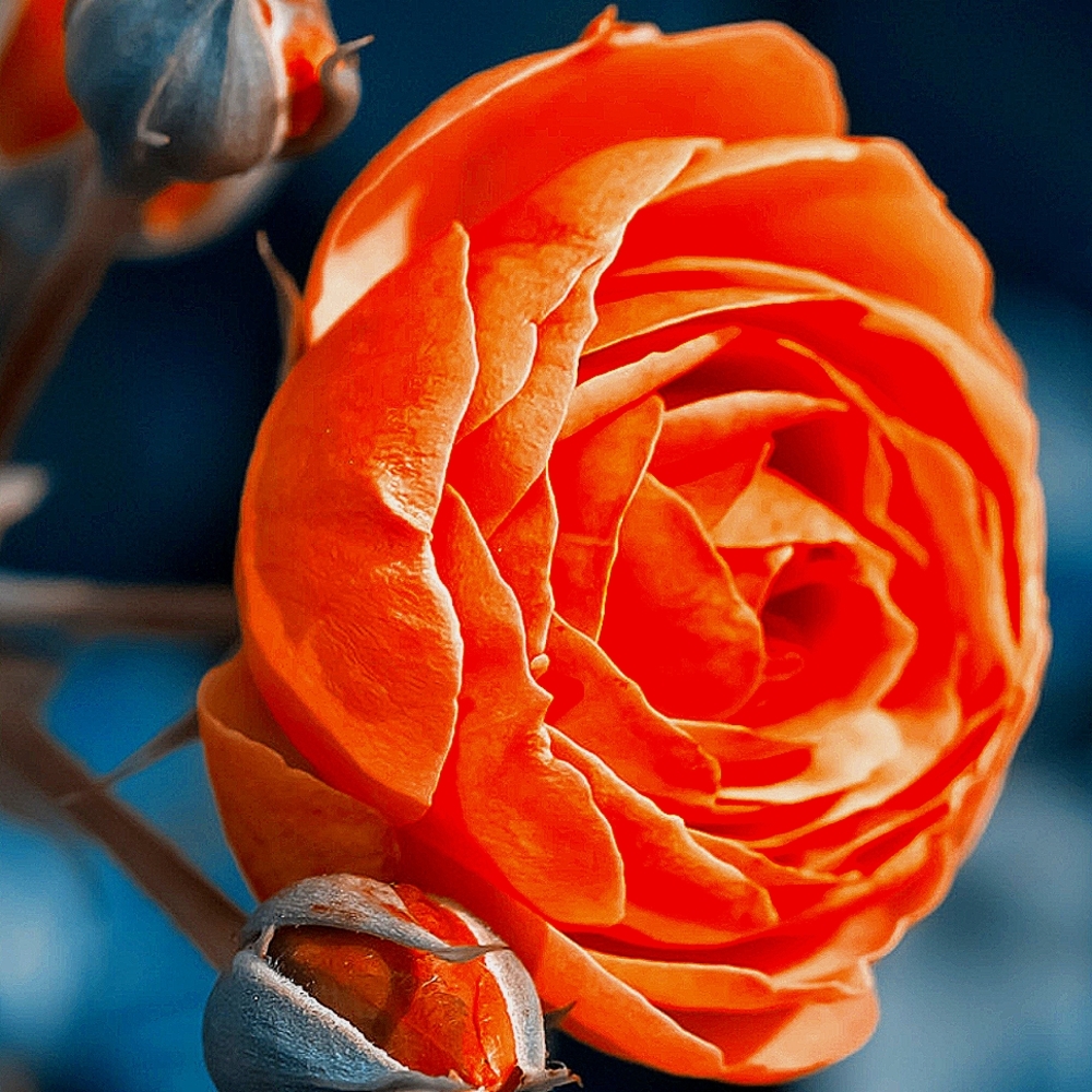 Meet your Posher, Suni